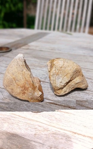 Rare nautilus nautiloid fossil - nautilus,