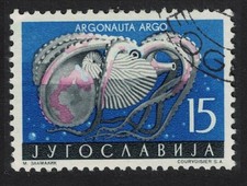 Common paper nautilus Mollusc