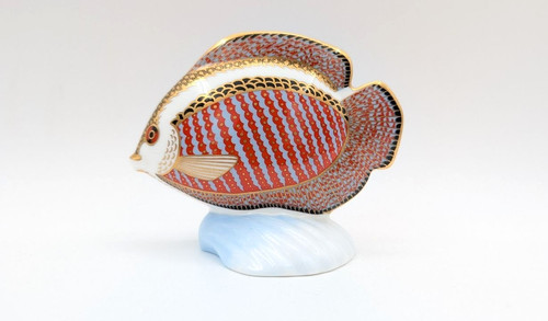 Royal crown derby gourami - royal,