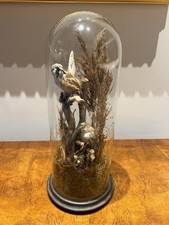 Victorian Bearded Reedlings