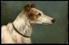 BORZOI RUSSIAN WOLFHOUND Dog Art Artist Picture Postcard C. 1910 Head Study
