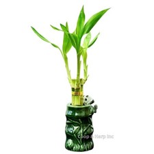 3-Stalk 6" Lucky Bamboo Live