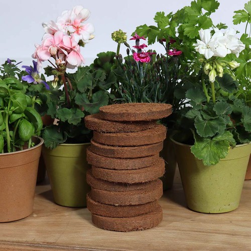 Haxnicks growlite coco - haxnicks,