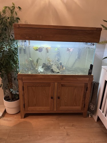 Aqua oak solid - solid, fish