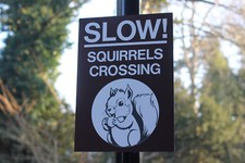 SLOW! SQUIRRELS CROSSING, Sign