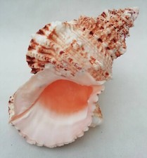 Large conch shell tutufa - shell,