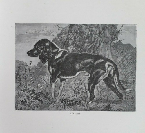 Beagle sir edwin landseer - sir,