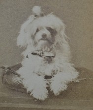 c1860 CDV Carte De Visite Photo French Miniature Poodle Caniche Le Blanc Paris