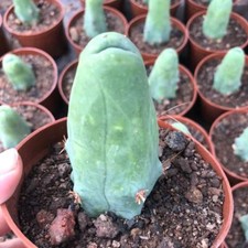 1/3/10pcs Penis cactus WYSIWYG