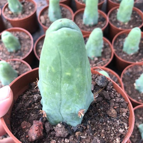 10pcs penis cactus - cactus, wysiwyg