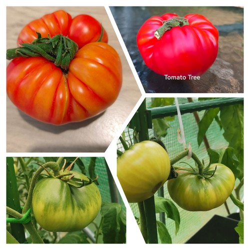 Qty10 giant tomato - tree, seeds