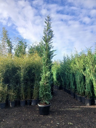 Leylandii hedging plants - leylandii,