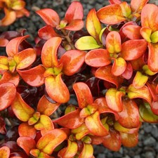 2 x Coprosma  'Pina Colada' Colourful Evergreen Bush Garden Shrub | 9cm Pot