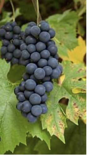 Vitis regent grape 90cm in - 70-90cm,