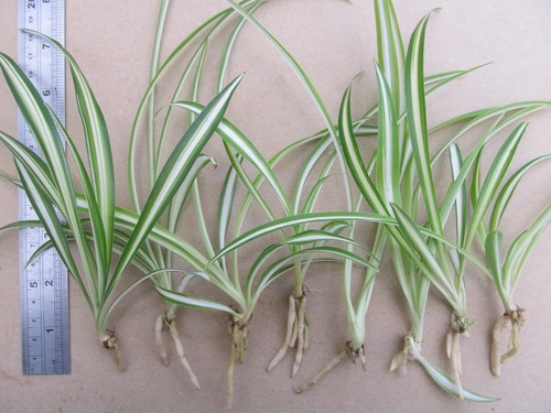 Baby spider plants - 8,