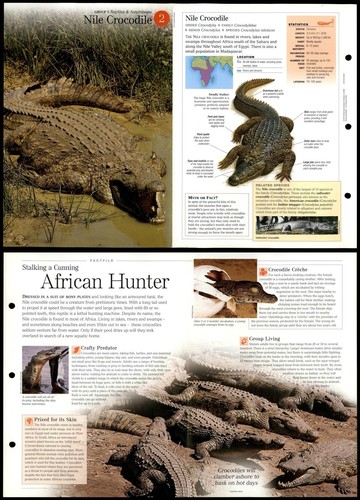Nile crocodile reptiles - nile,