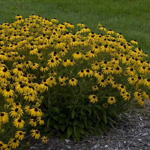 Rudbeckia fulgida american - rudbeckia,