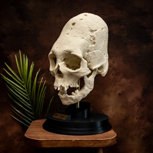 Paracas elongated skull - elongated,