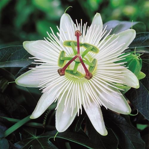 Passiflora caerulea snow queen - passiflora,