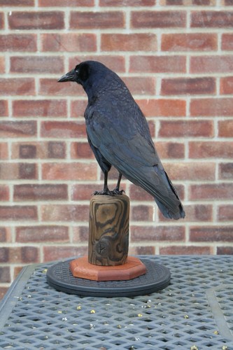 Taxidermy rook crow corvus - taxidermy, (corvus