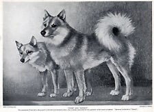 FINNISH SPITZ TWO NAMED DOGS