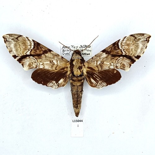 Sphingidae megacorma obliqua - sphingidae,,