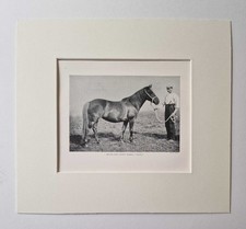 REID Highland Pony Mare, 1918 Horse Breeds Photo Print