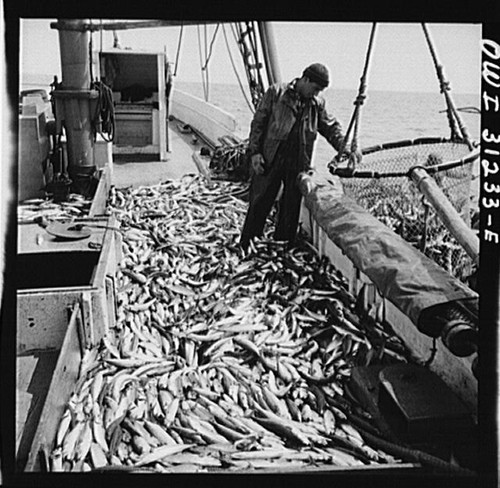 Freshly caught mackerel - freshly-caught,