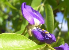 Tree Wisteria  (Bolusanthus speciosa)  10 Bonsai Seed
