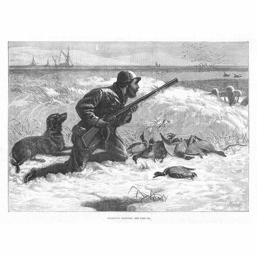 Hunting wild duck - duck, shooting