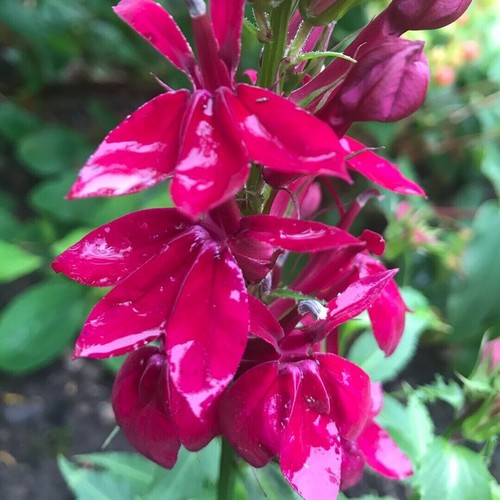Lobelia speciosa fan - lobelia, 'fan