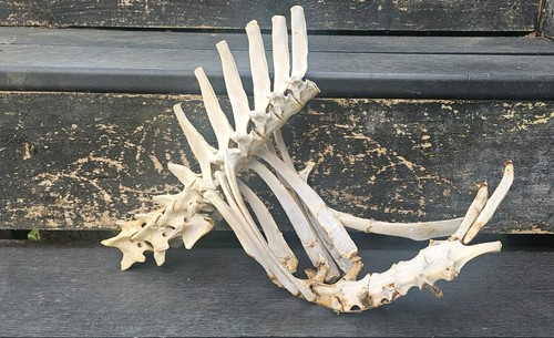 Sheep vertebrae spine bone - vertebrae,