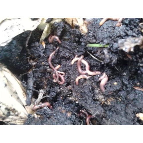 Red worm starter - starter, *seeds