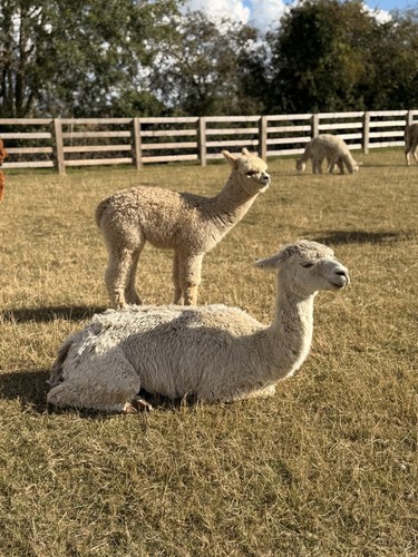 Isabella white suri alpaca - suri,