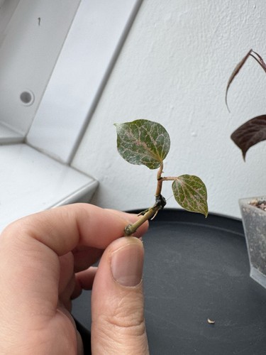 Piper crocatum rooted - crocatum,