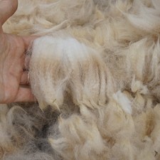 Huacaya Alpaca raw fleece