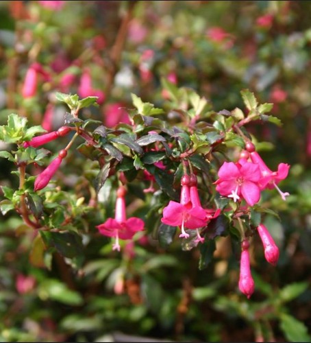 Fuchsia microphylla 9cm pot - fuchsia,