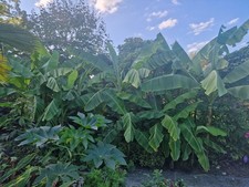 Musa basjoo - Japanese Banana - Plant in 5 L Pot