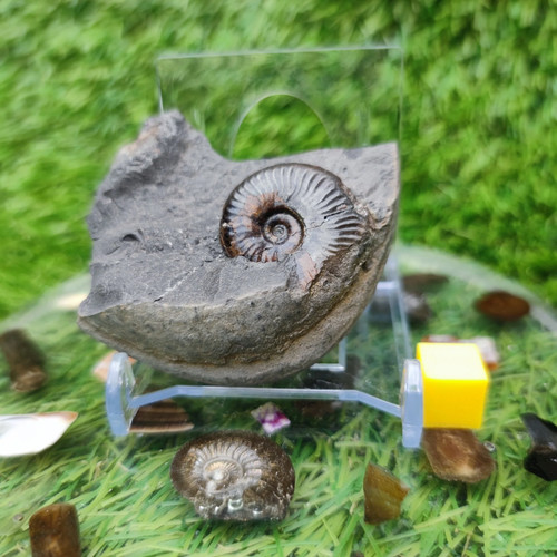 Whitby fossil eleganticeras
