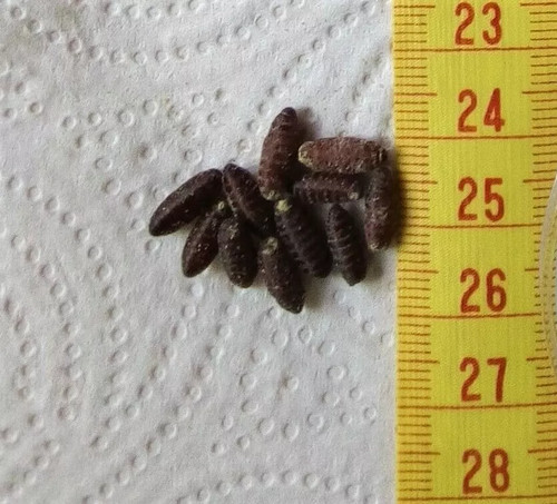 Dry fly pupae - casters;, blue