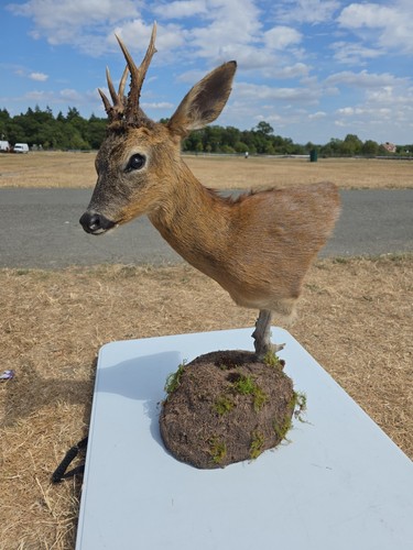 Pedestal roe buck - buck, taxidermy