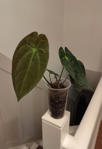 Anthurium papillilaminum - ,