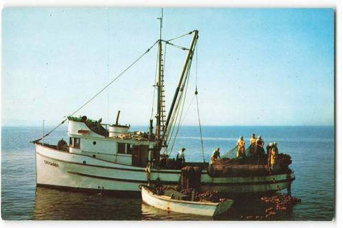 Postcard puget sound salmon - sound,