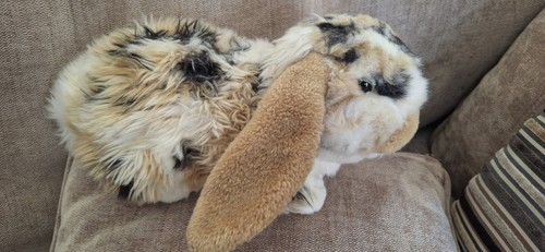 Living nature brown dutch lop - nature,