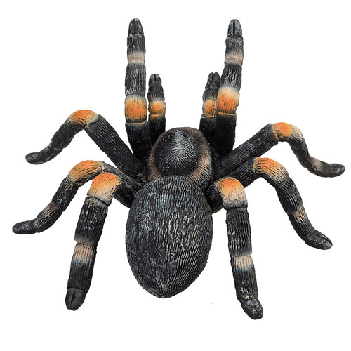 Red kneed tarantula wild - red,