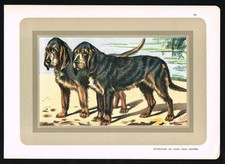 Otterhound – Antique Dog