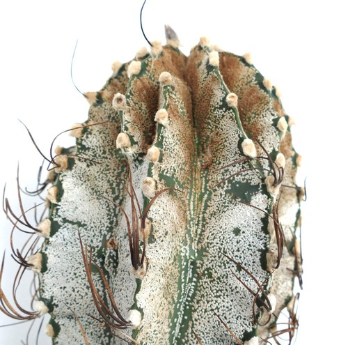 Astrophytum niveum
