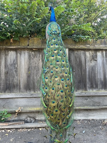 India blue real peacock - real,