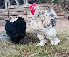 12++ 🐣Standard Giant Cochin