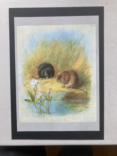 Vintage british mammal print - vintage,